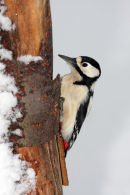 09-8874 Female Great Spotted Woodpecker Dendrocopus major Foraging on Snow Covered Tree Trunk